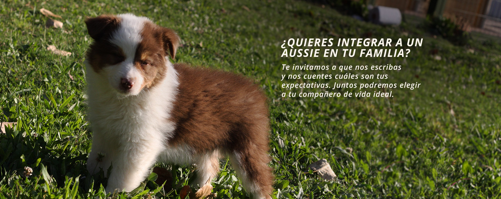 Formulario Cachorro