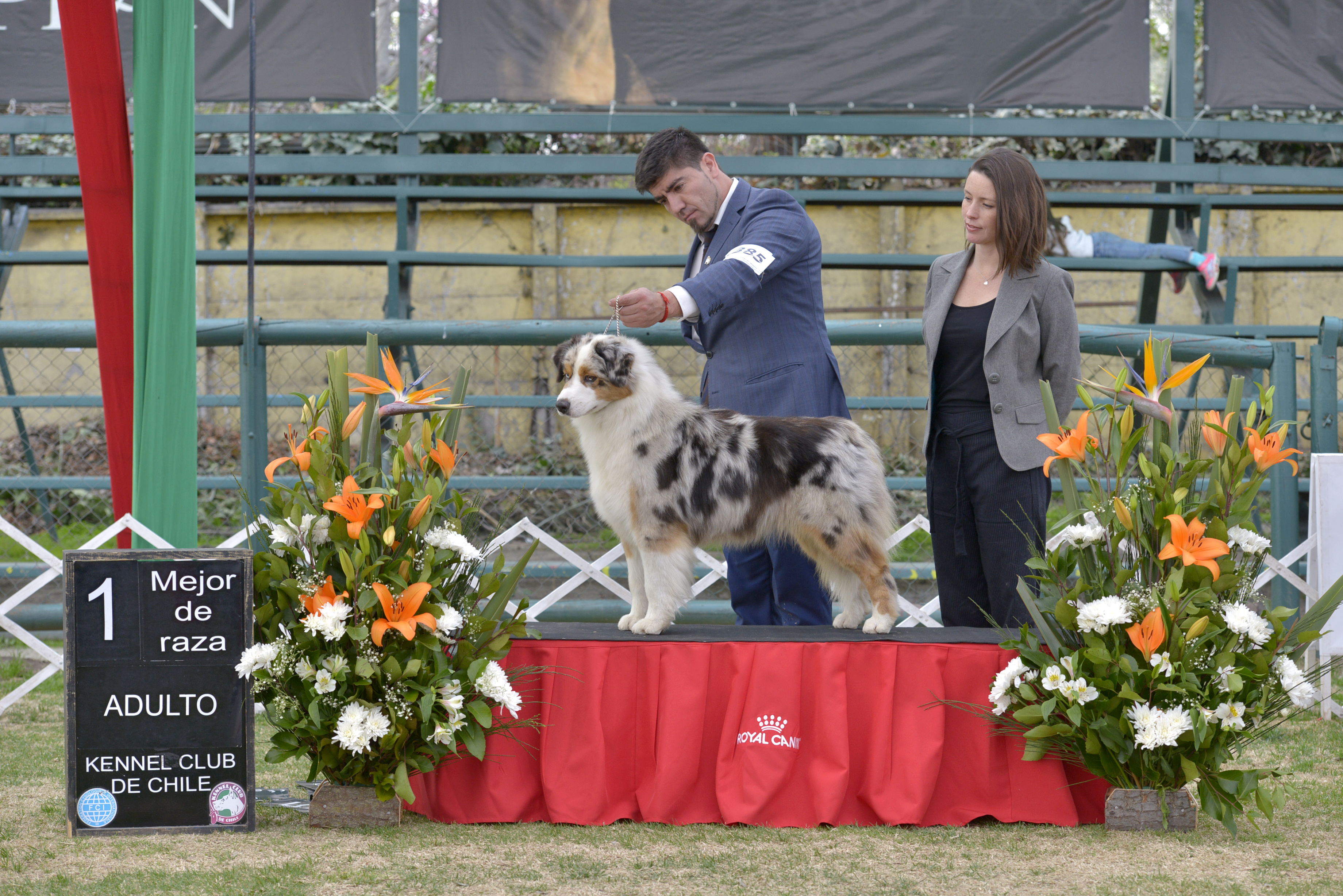 Castlesheps Real Love “Kaysa” = ganadora de raza absoluta